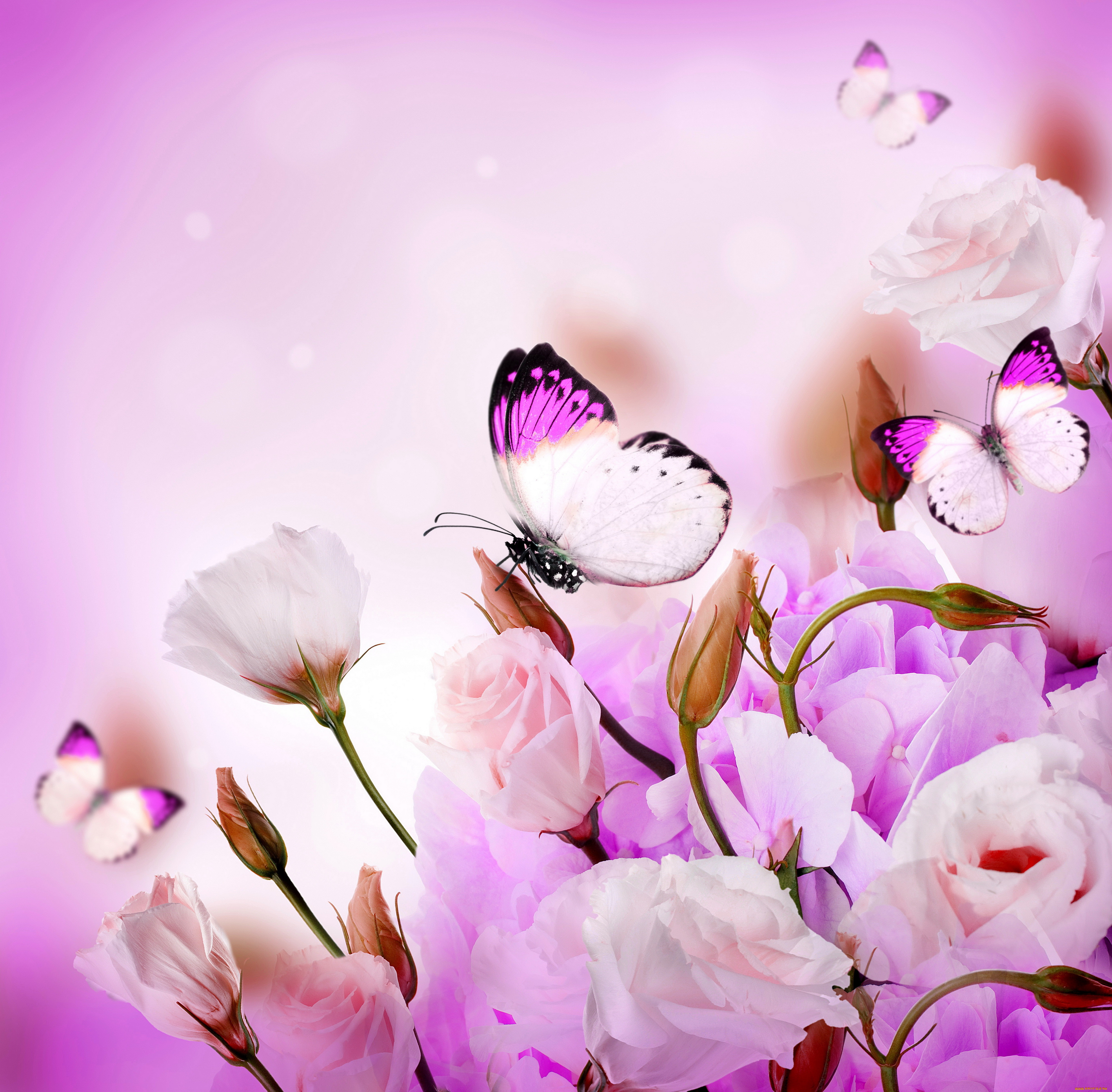 ,  , butterflies, , purple, , flowers